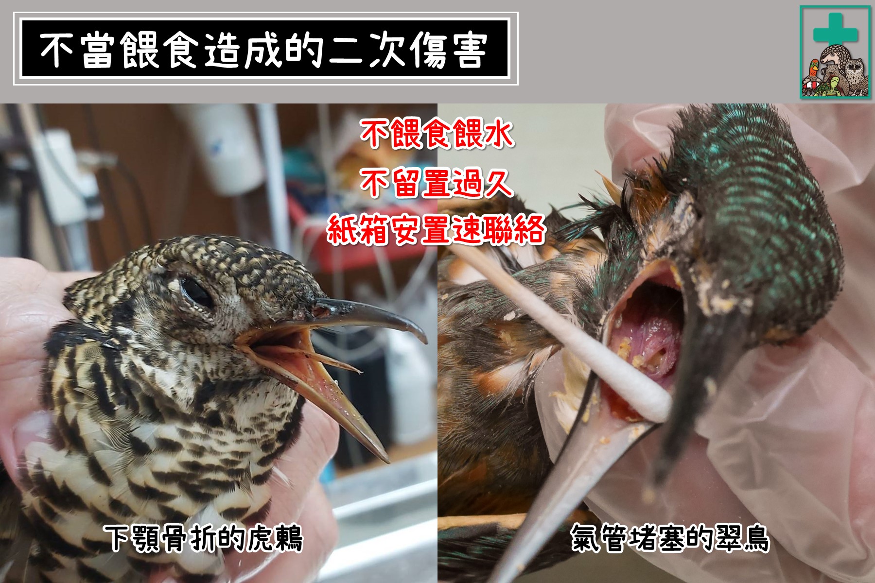 氣管堵塞翠鳥、下顎骨折虎鶇