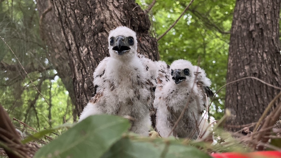 1120614-112A0689及112A0701松雀鷹