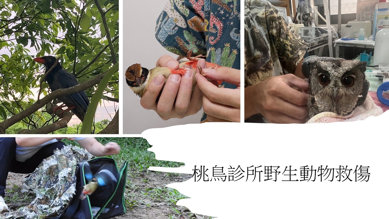 桃鳥診所野生動物救傷